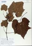 TTRS_000009820-thumbnail.jpg