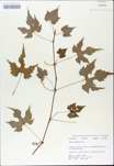 TTRS_000009825-thumbnail.jpg