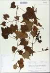 TTRS_000009827-thumbnail.jpg