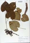TTRS_000009856-thumbnail.jpg
