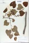 TTRS_000009858-thumbnail.jpg