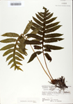 TTRS_000009962-thumbnail.jpg