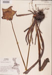 Sarracenia