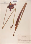 000000044-thumbnail.jpg