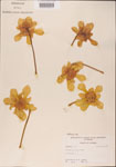 Sarracenia