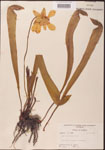 Sarracenia