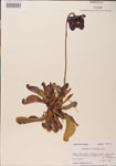 000000113-thumbnail.jpg