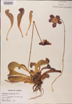 000000115-thumbnail.jpg