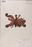 000000117-thumbnail.jpg
