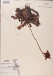 000000119-thumbnail.jpg