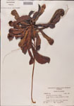 000000121-thumbnail.jpg