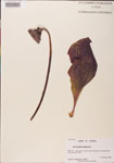 000000135-thumbnail.jpg
