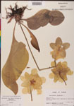 000000136-thumbnail.jpg