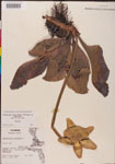 000000138-thumbnail.jpg