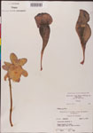 Sarracenia
