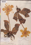 000000145-thumbnail.jpg