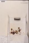 000000154-thumbnail.jpg