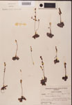 000000158-thumbnail.jpg
