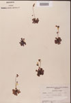 000000161-thumbnail.jpg