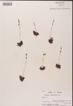 000000167-thumbnail.jpg