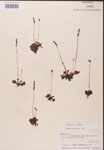 000000172-thumbnail.jpg