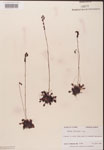 000000177-thumbnail.jpg