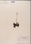 000000183-thumbnail.jpg