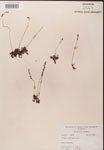 000000196-thumbnail.jpg