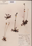 000000203-thumbnail.jpg