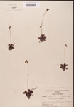 000000204-thumbnail.jpg