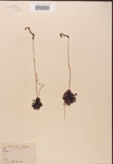 000000218-thumbnail.jpg