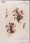 000000227-thumbnail.jpg