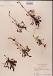 000000232-thumbnail.jpg