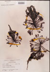 000000233-thumbnail.jpg