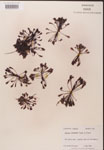 000000239-thumbnail.jpg
