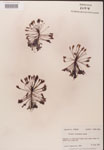 000000240-thumbnail.jpg