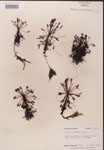 000000243-thumbnail.jpg