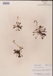 000000245-thumbnail.jpg