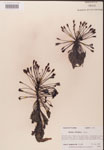 000000247-thumbnail.jpg