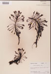 000000249-thumbnail.jpg