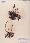 000000252-thumbnail.jpg