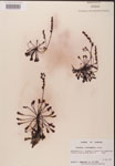 000000253-thumbnail.jpg