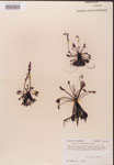 000000254-thumbnail.jpg