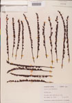 000000262-thumbnail.jpg
