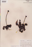 000000277-thumbnail.jpg