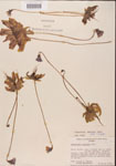 000000284-thumbnail.jpg