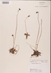 Pinguicula