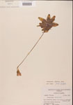 000000294-thumbnail.jpg