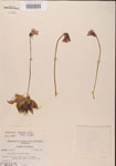 000000301-thumbnail.jpg