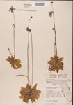 000000303-thumbnail.jpg